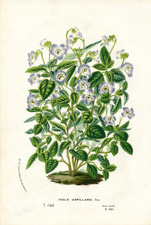 Viola capillaris