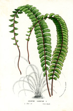 Adiantum caudatum