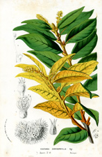Castanea chrysophylla