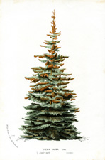 Picea alba