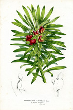 Podocarpus neriifolia