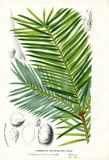 Torreya myristica