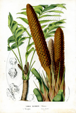 Zamia Skineri