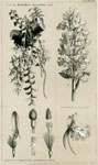 Dendrobium macranthum, etc.