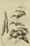 Dioscorea Batatas