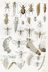 Insectes utiles