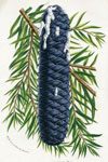 Abies Jezoensis