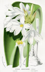 Crinum Brachynema