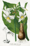 Eucharis Candida