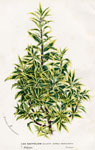 Ilex Aquifolium 