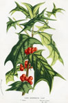 Ilex Cornuta