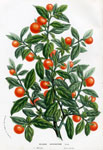 Solanum Capicastrum