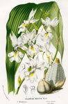 Calanthe Vestita