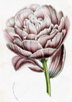 Tulip Double Hative