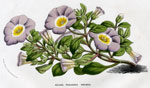 Nolana Paradoxa Violacea