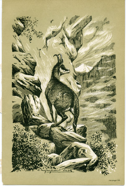 A magnificent buck