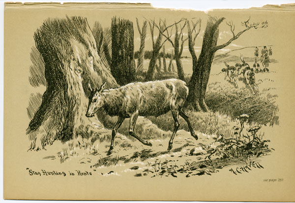 Stag hunting in Hants