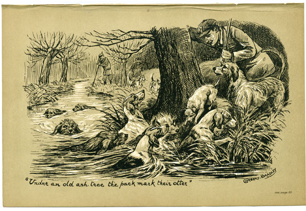 Under an old ash tree the pack mark their otter