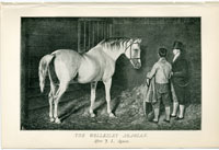 The Wellesley Arabian