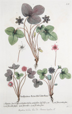 Hepatica triloba