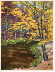 Forest Pond in Autumn