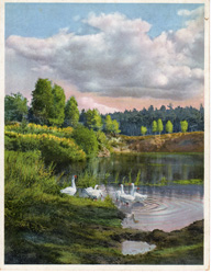 Geese Idyll