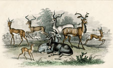 Antelopes