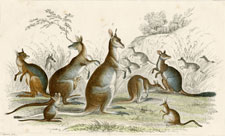 Kangaroos