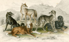 Wolves, Dogs