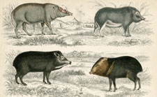 Boars