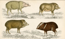 Boars