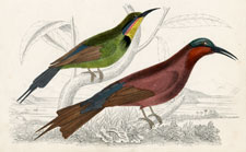 Bee-eaters