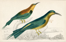 Bee-eaters