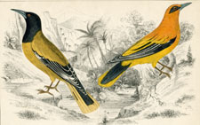 Orioles