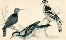 Woodpeckers