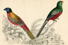 Trogons