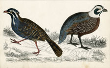 Quails