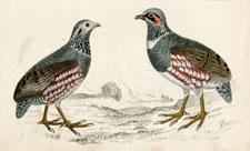 Partridges