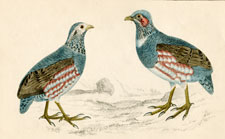 Partridges