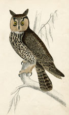 Long-eared Owl