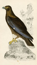 New Zealand Caracara