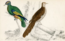 Pigeons