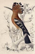 Hoopoe