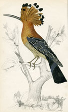 Hoopoe