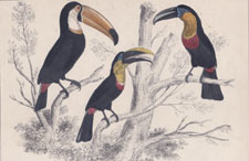 Toucans