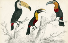 Toucans