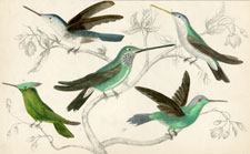 Hummingbirds