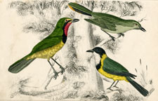 Thrush Shrikes