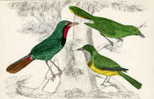 Thrush Shrikes