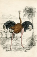 female Ostrich